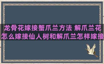 龙骨花嫁接蟹爪兰方法 解爪兰花怎么嫁接仙人树和解爪兰怎样嫁接